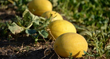 Jak zasadit a pěstovat meloun venku?